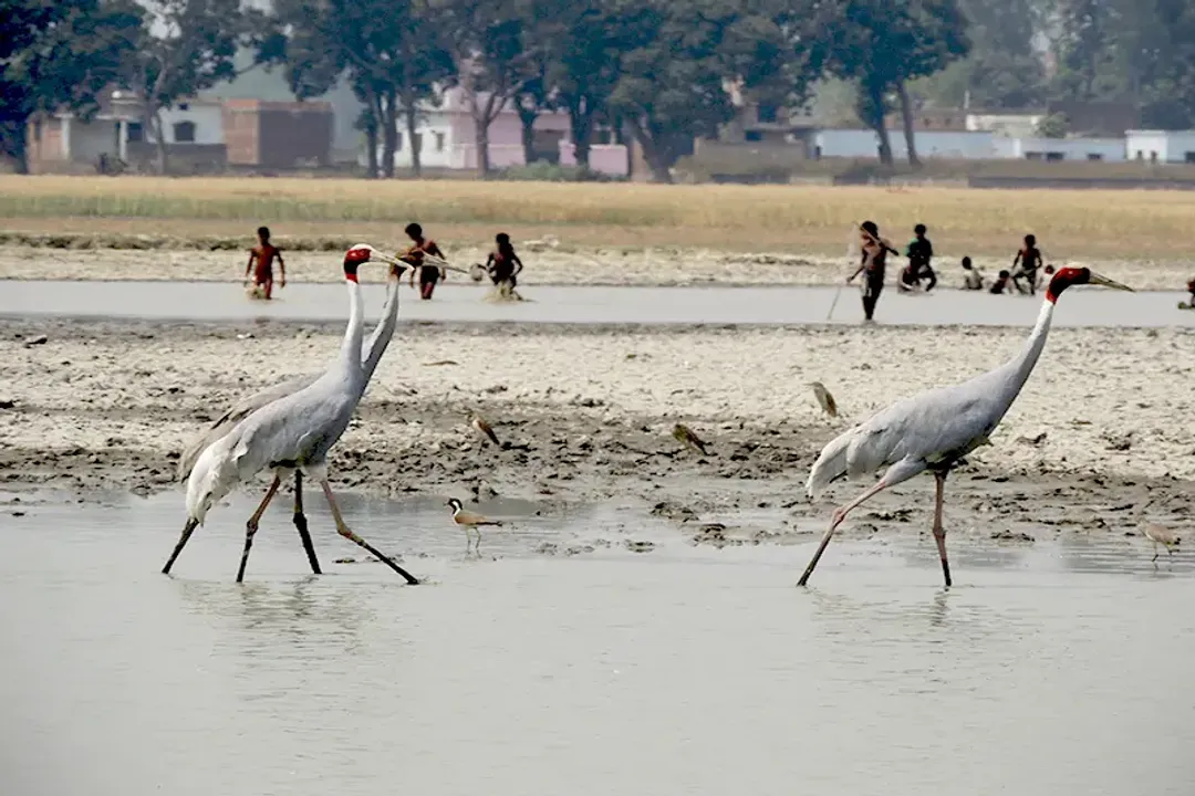 Are sarus cranes aggressive?, Temperament Nuances