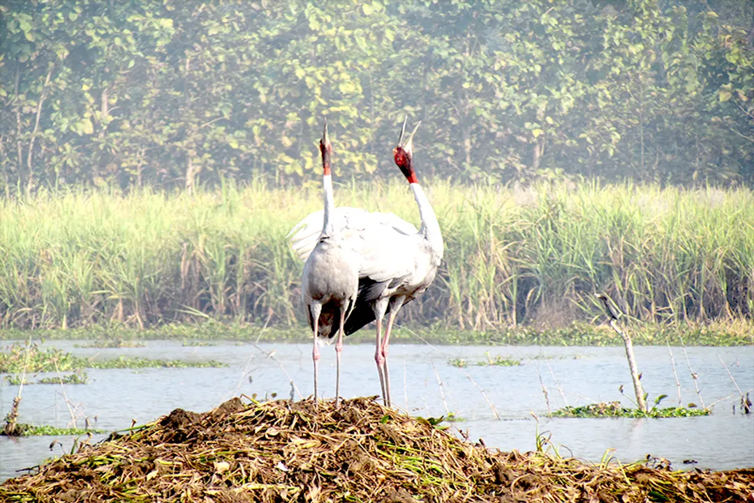 Are sarus cranes aggressive?