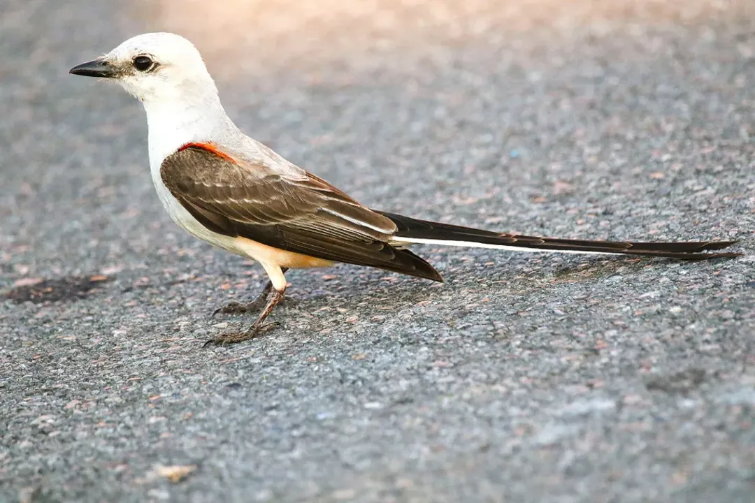 Are scissor-tailed flycatchers aggressive?, Insect Catching