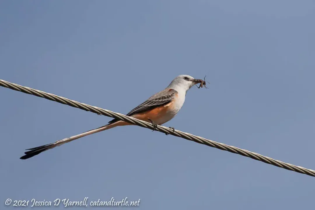 Are scissor-tailed flycatchers rare?, Core Breeding Ground