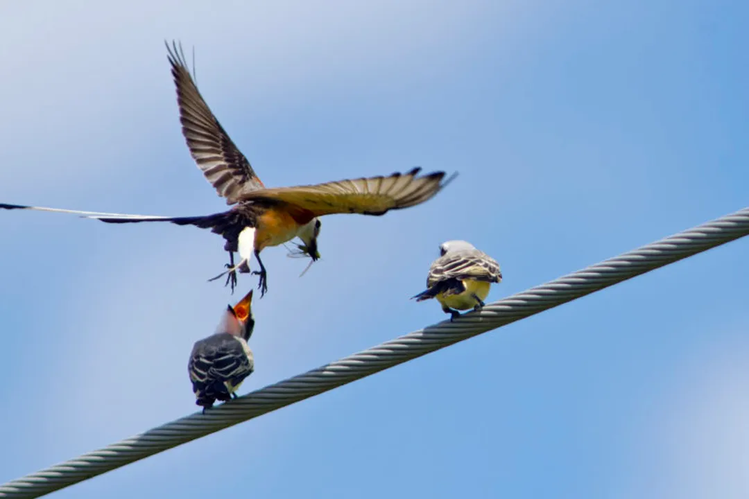 Are scissor-tailed flycatchers rare?