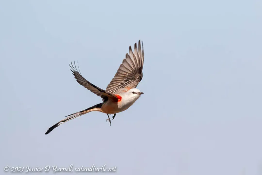 Are scissor-tailed flycatchers rare?, Peripheral Sightings