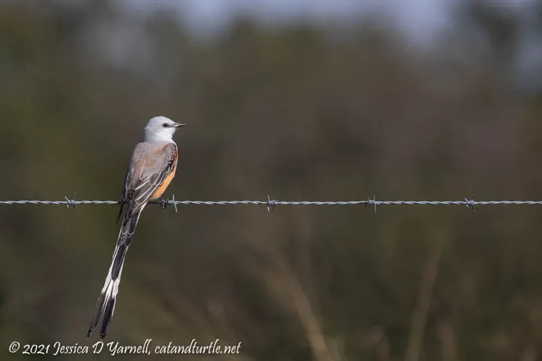 Are scissor-tailed flycatchers rare?, Striking Plumage