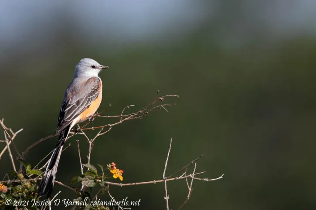 Are scissor-tailed flycatchers rare?, Navigating Rarity Perceptions
