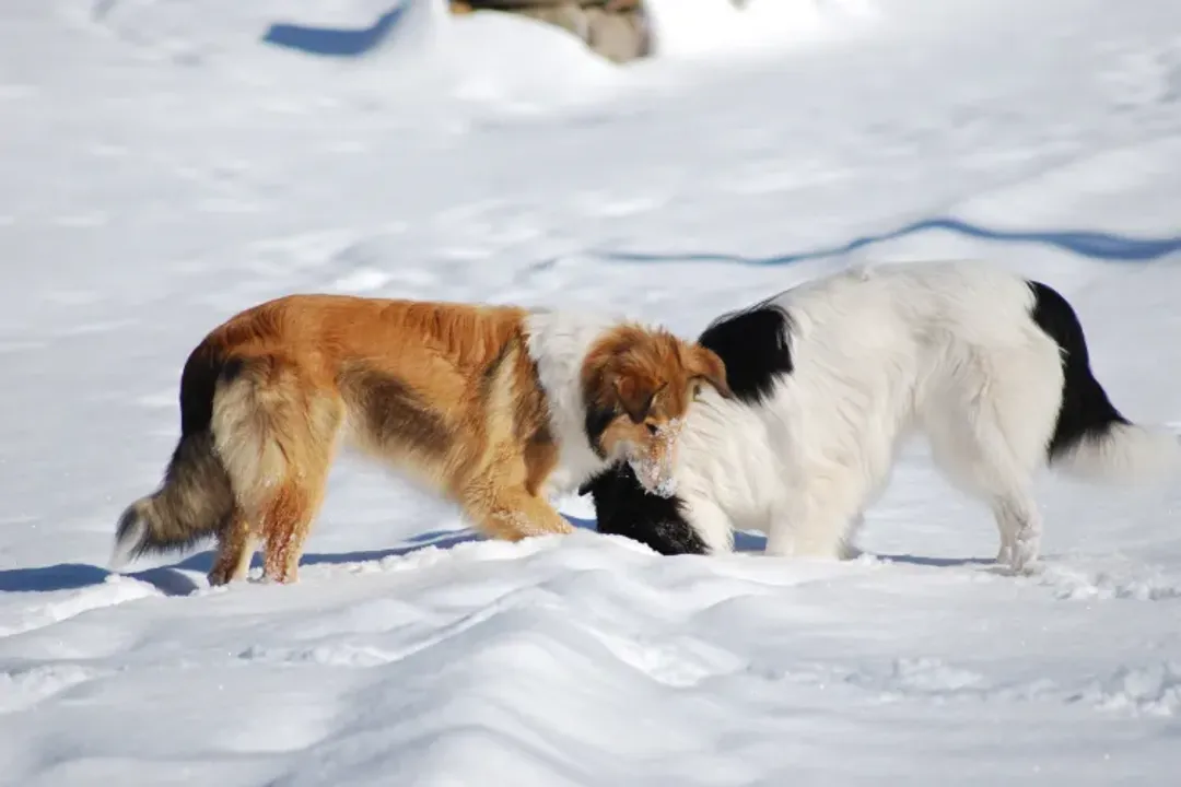 Are Scotch Collies rare?