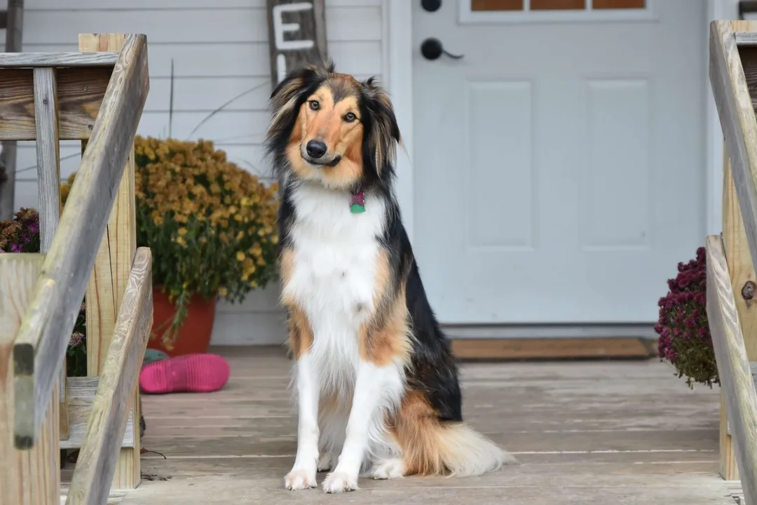 Are Scotch Collies rare?, Type Versus Standard