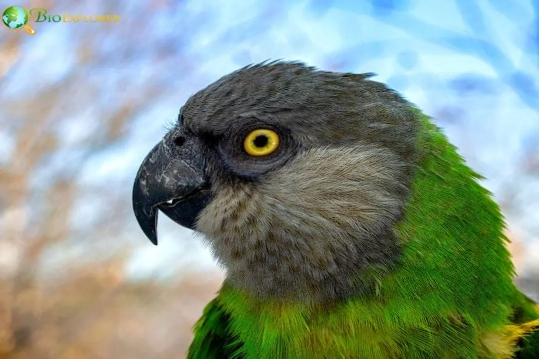 Are Senegal parrots rare?, Behavioral Nuances