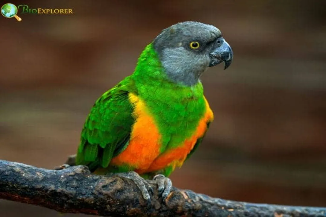 Are Senegal parrots rare?, Wild Status