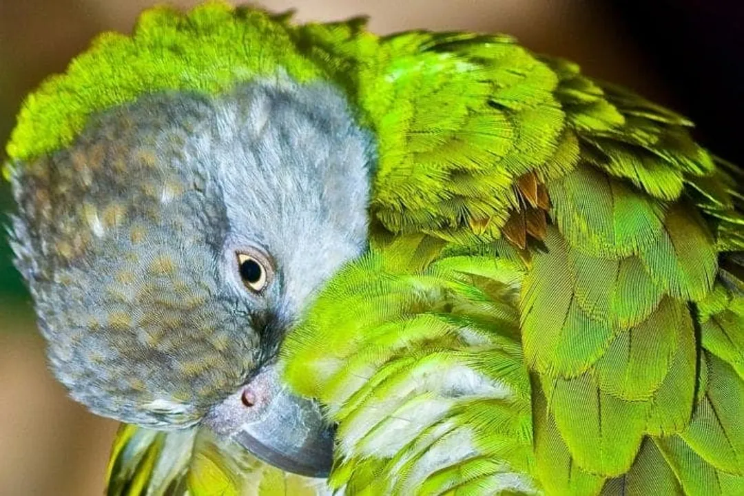 Are Senegal parrots rare?, 