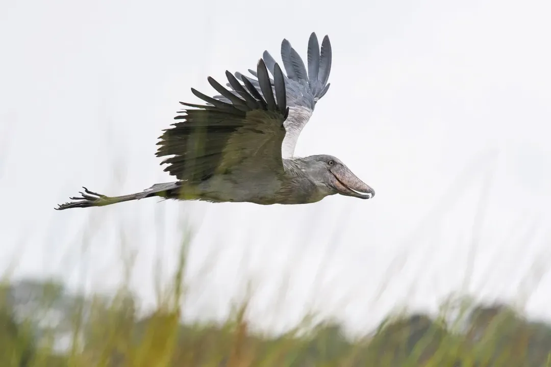 Are shoebill birds friendly to humans?, Perceived Calmness