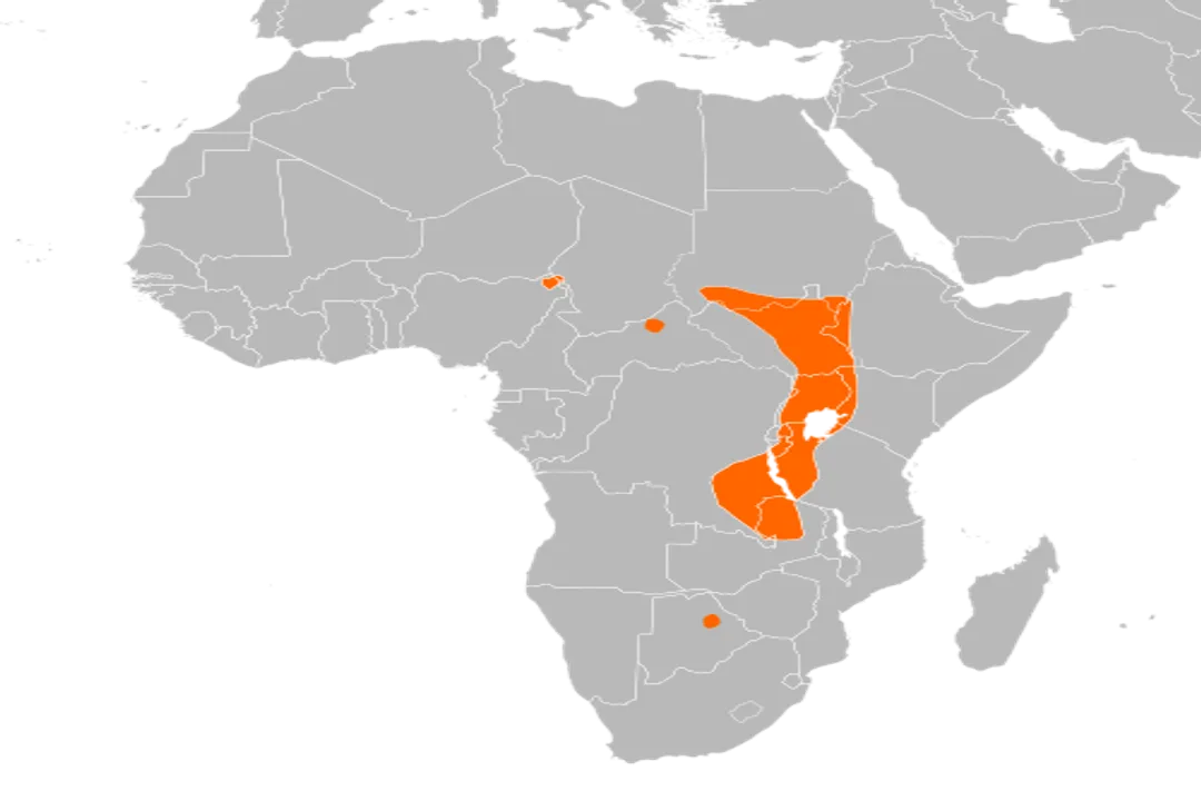 Are shoebill birds friendly to humans?