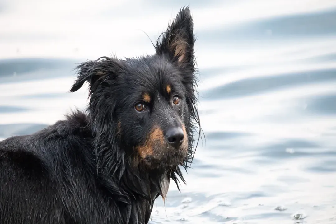 Are shollie dogs intelligent?, Breed Mix