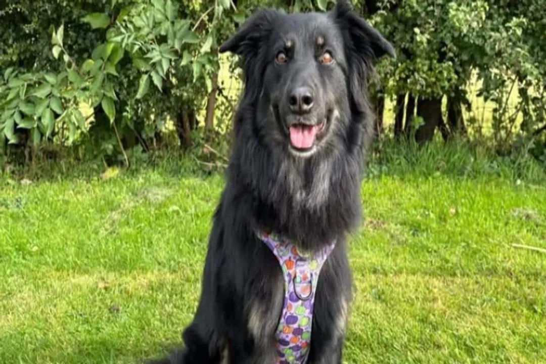 Are shollies affectionate?, Intelligence Connection