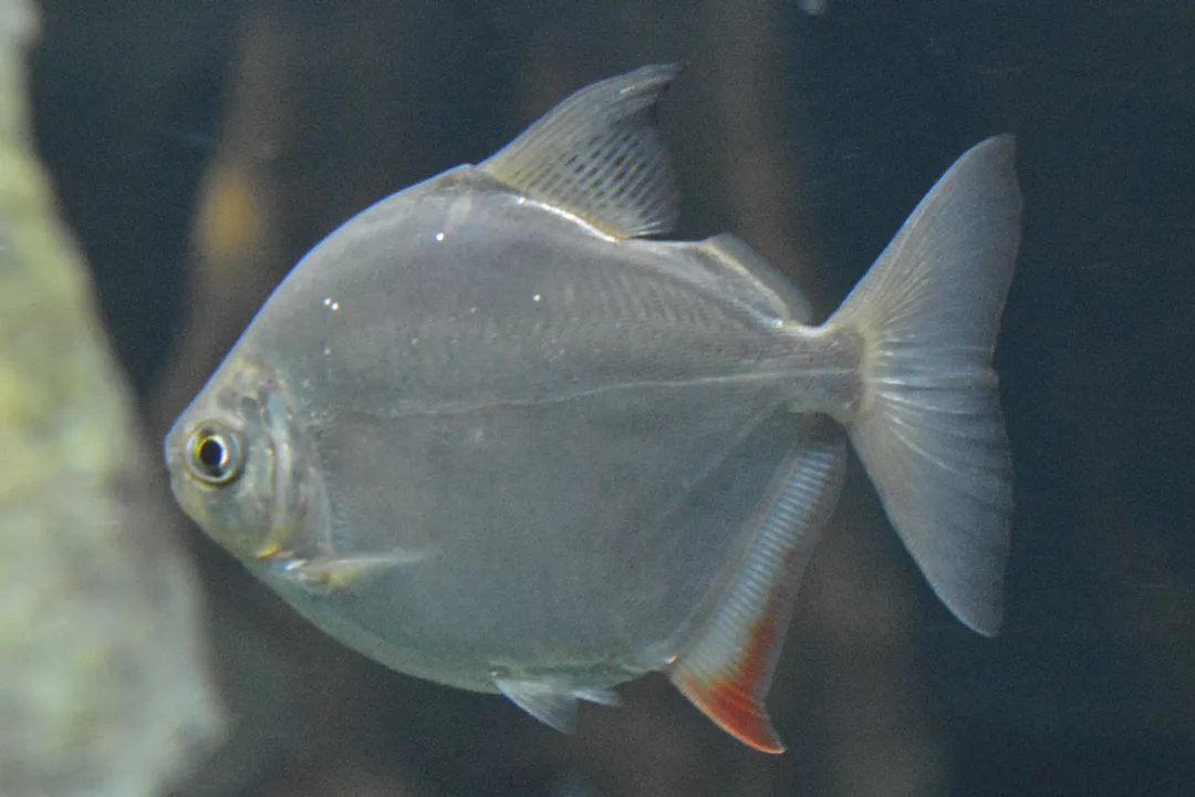 Are silver dollars part of the piranha family?, Evolutionary Divergence