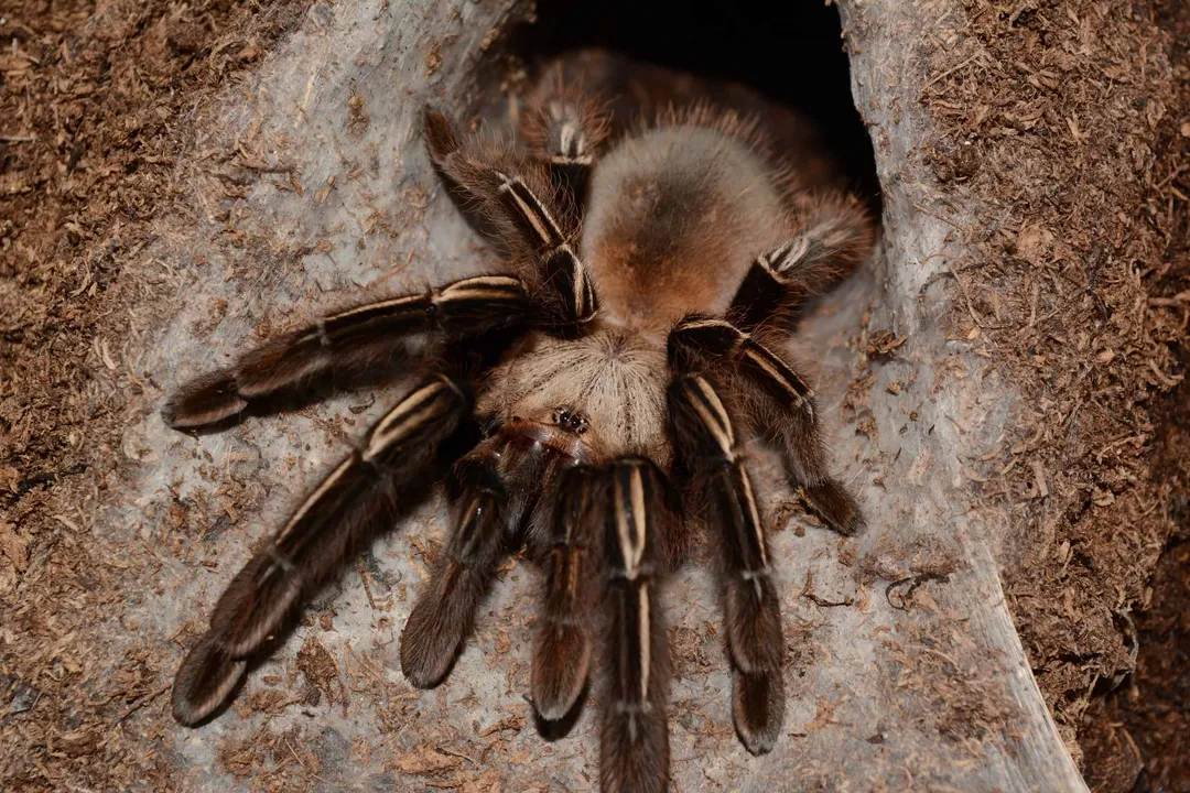 Are skeleton leg tarantulas venomous?