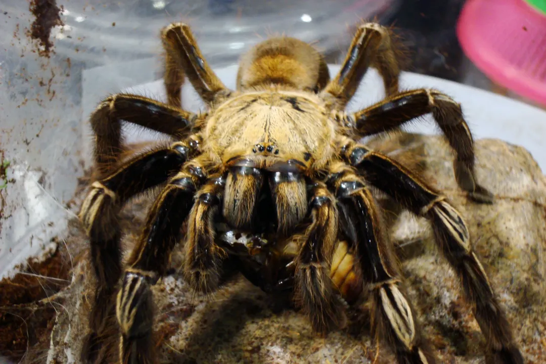 Are skeleton leg tarantulas venomous?, Natural Domain Shift