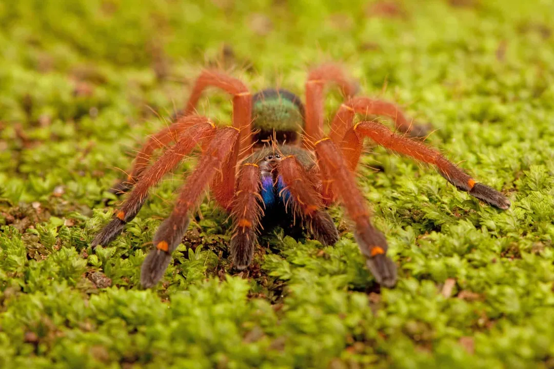 Are skeleton leg tarantulas venomous?, Striking Appearance