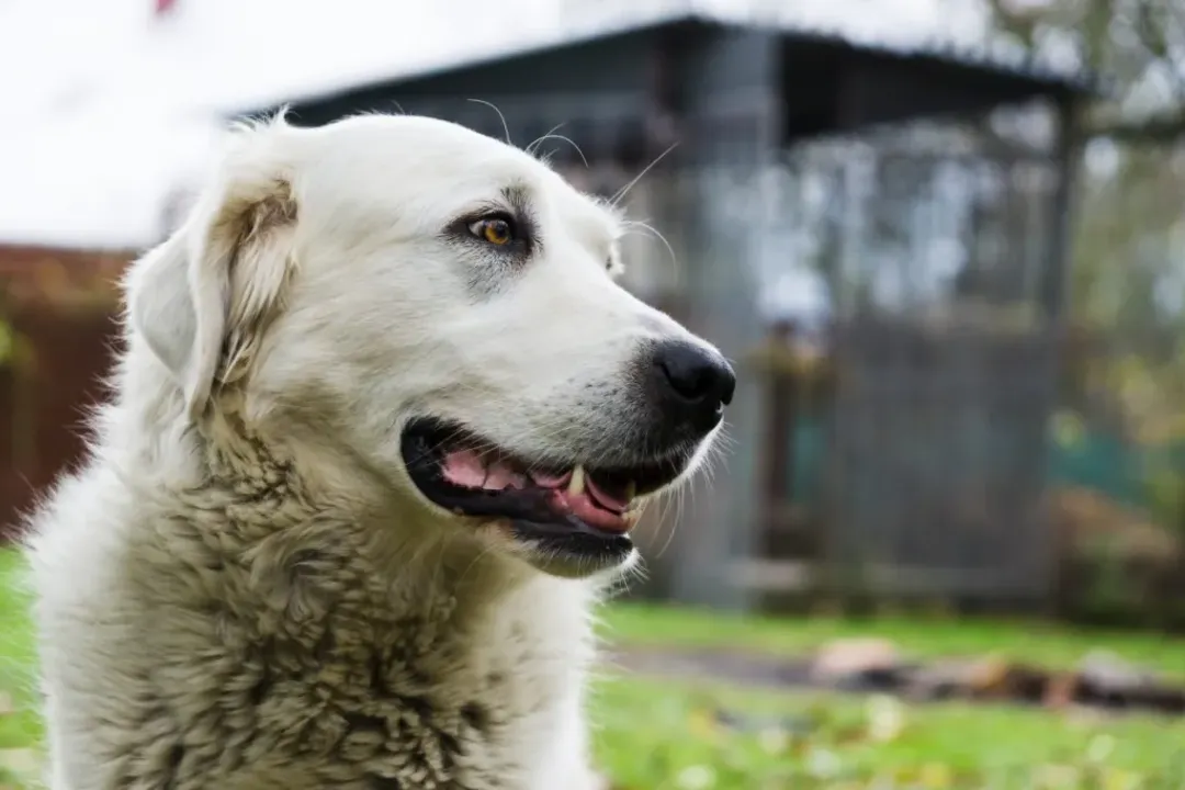 Are Slovak Cuvacs intelligent?, Training Demands