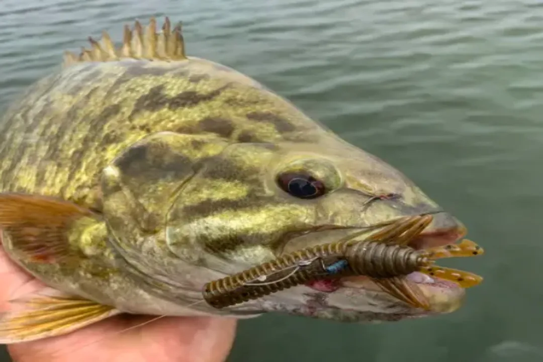 Are smallmouth bass bottom feeders?