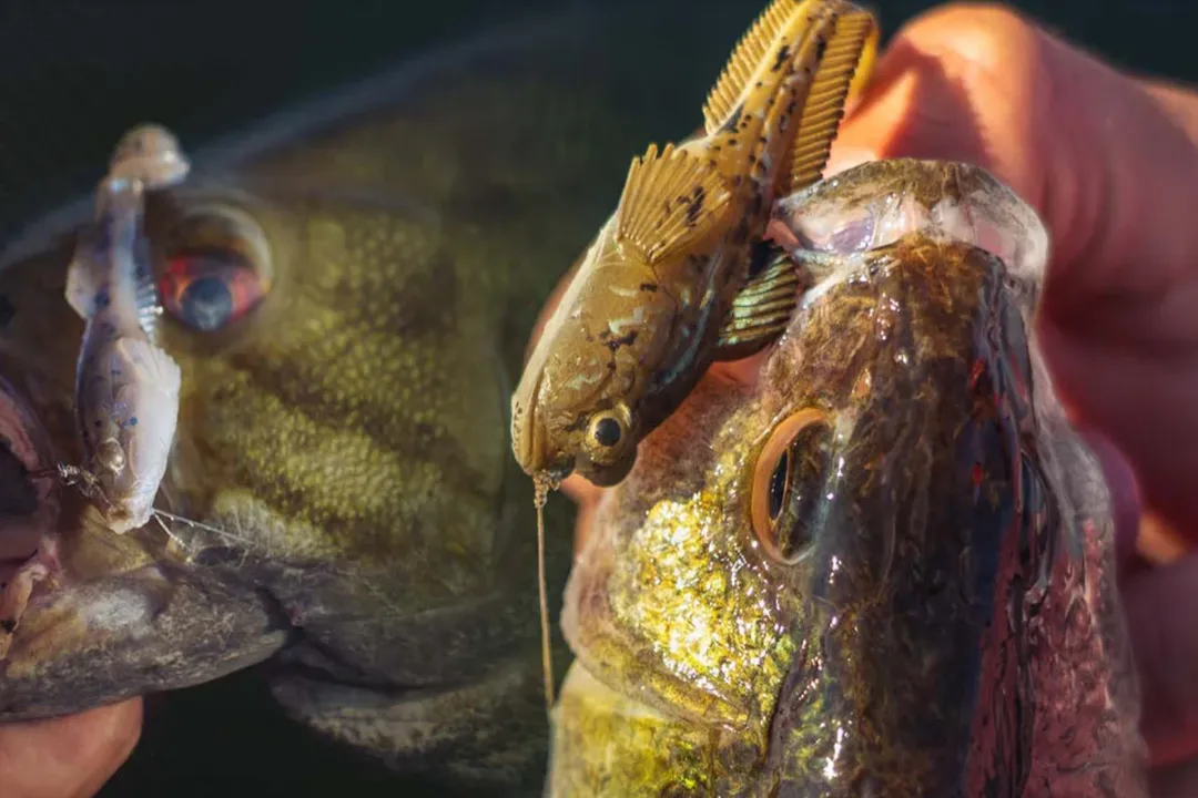 Are smallmouth bass bottom feeders?, Water Column Use