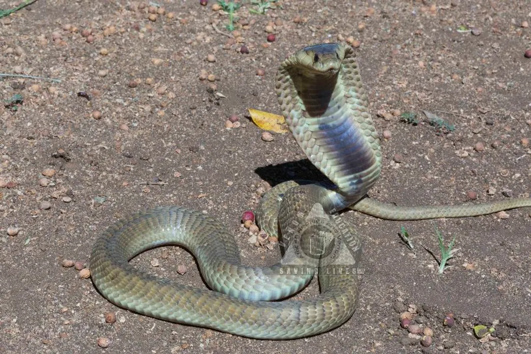 Are snouted cobras aggressive?, Defensive Display