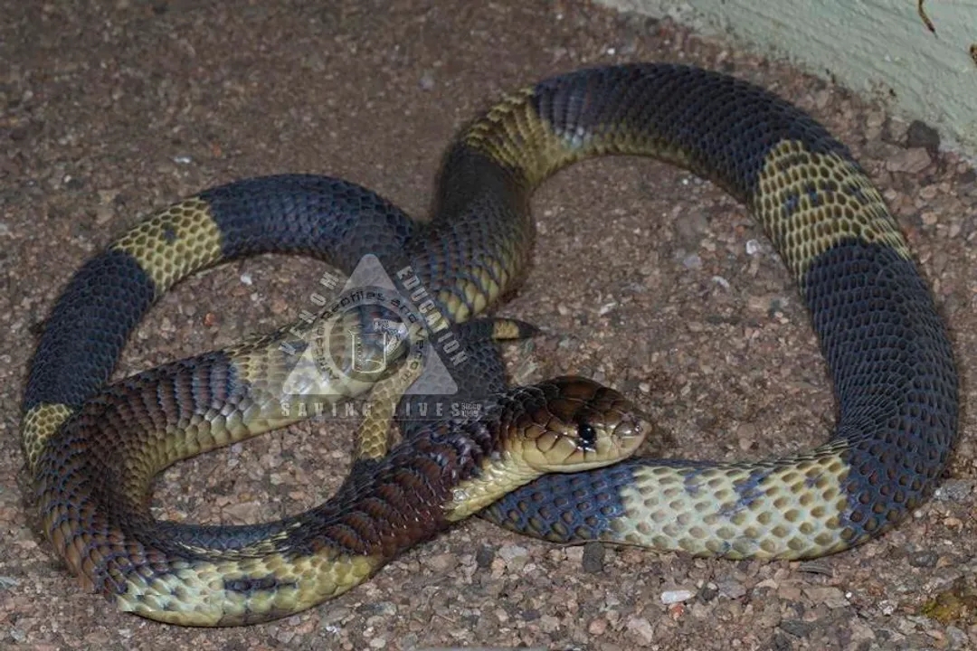 Are snouted cobras aggressive?, Venom Potency