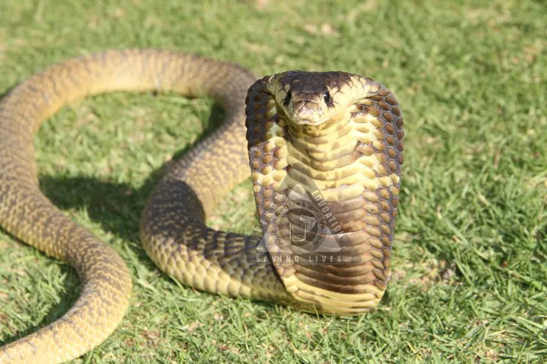 Are snouted cobras aggressive?, Temperament Assessment