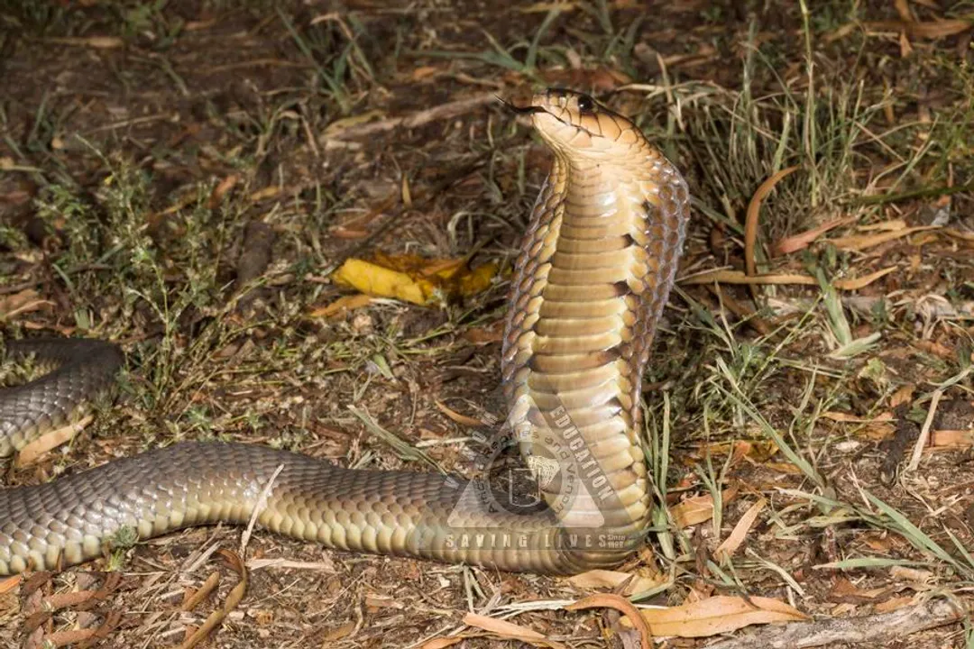 Are snouted cobras aggressive?, Habitat Context