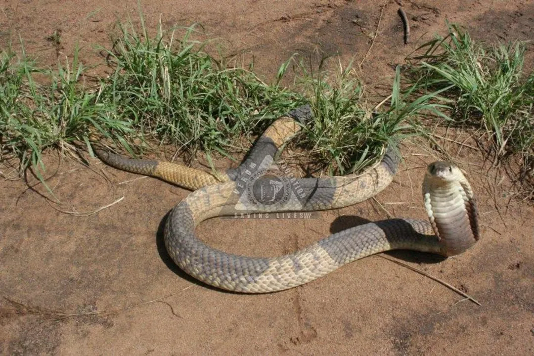 Are snouted cobras aggressive?