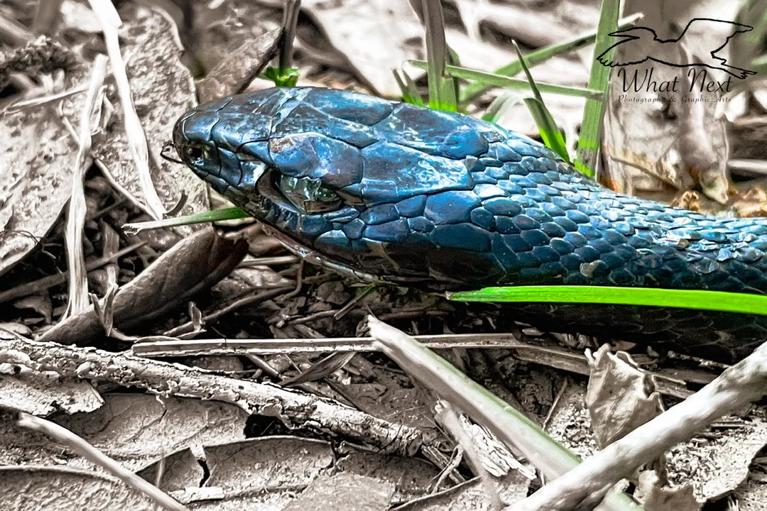 Are southern black racers good to have around?, Speedy Habits