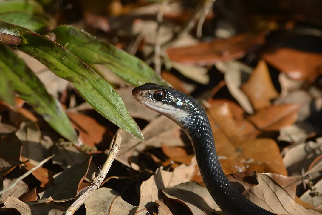 Are southern black racers venomous?, Not Poisonous