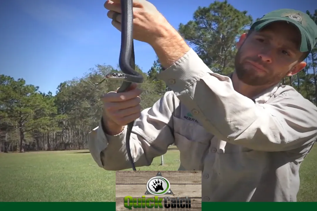 Are southern black racers venomous?, Physical Traits