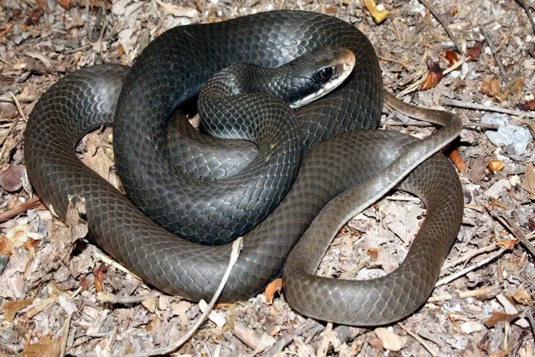 Are southern black racers venomous?, Habitat Range