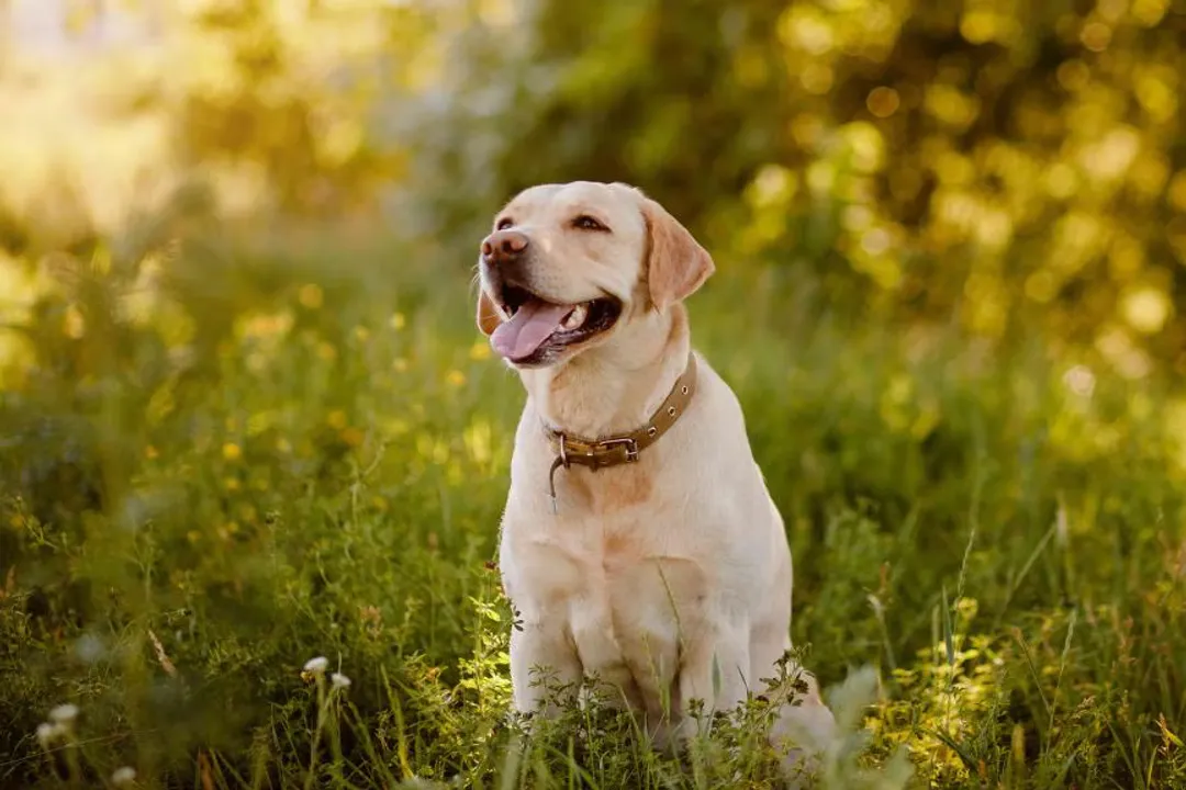 Are spanadores good dogs?, High Energy