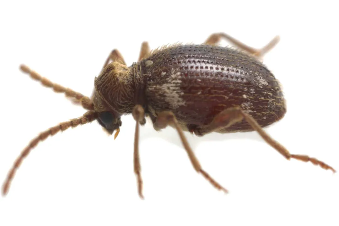 Are spider beetles as bad as bed bugs?, Body Structure