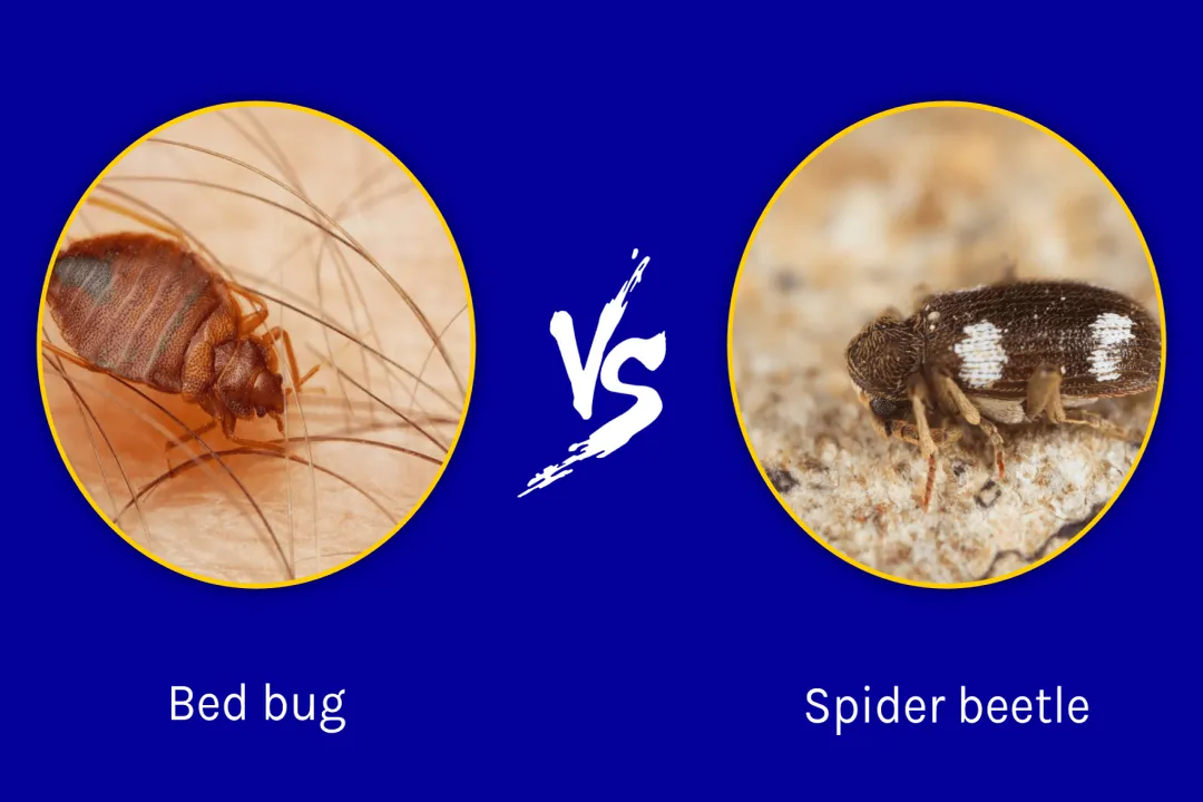 Are spider beetles as bad as bed bugs?, Habitat Zones