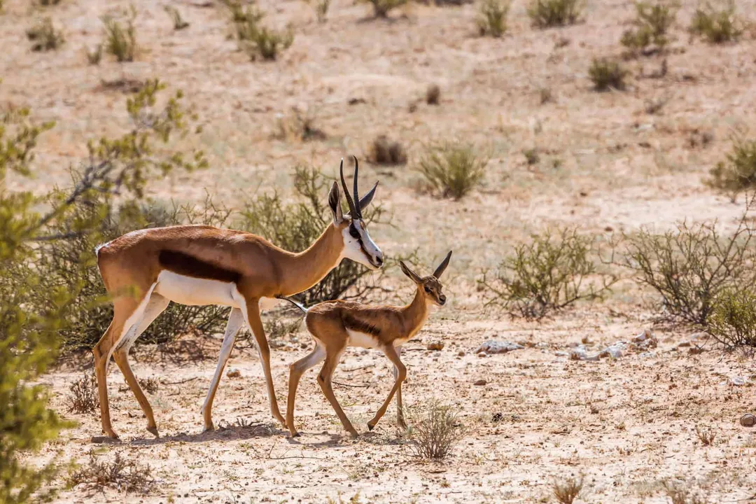 Are springboks marsupials?, Antelope Family