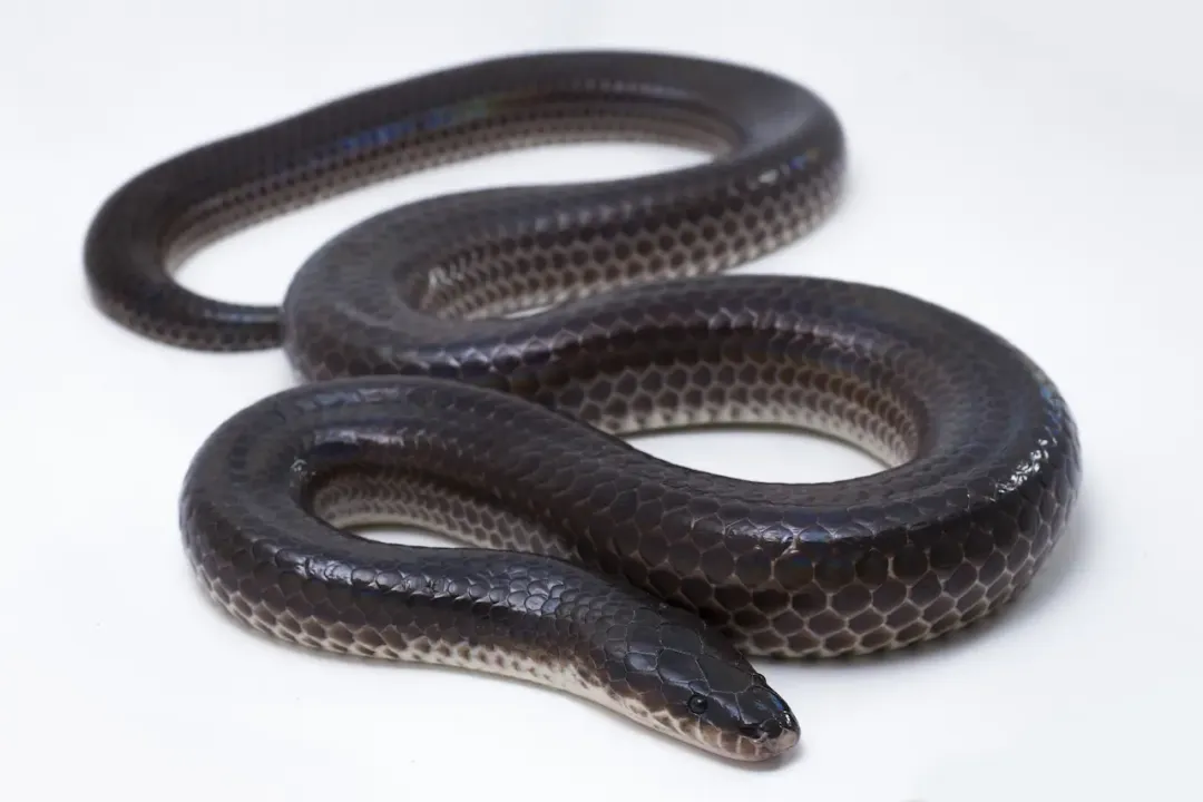 Are sunbeam snakes immune to venom?, Scale Structure