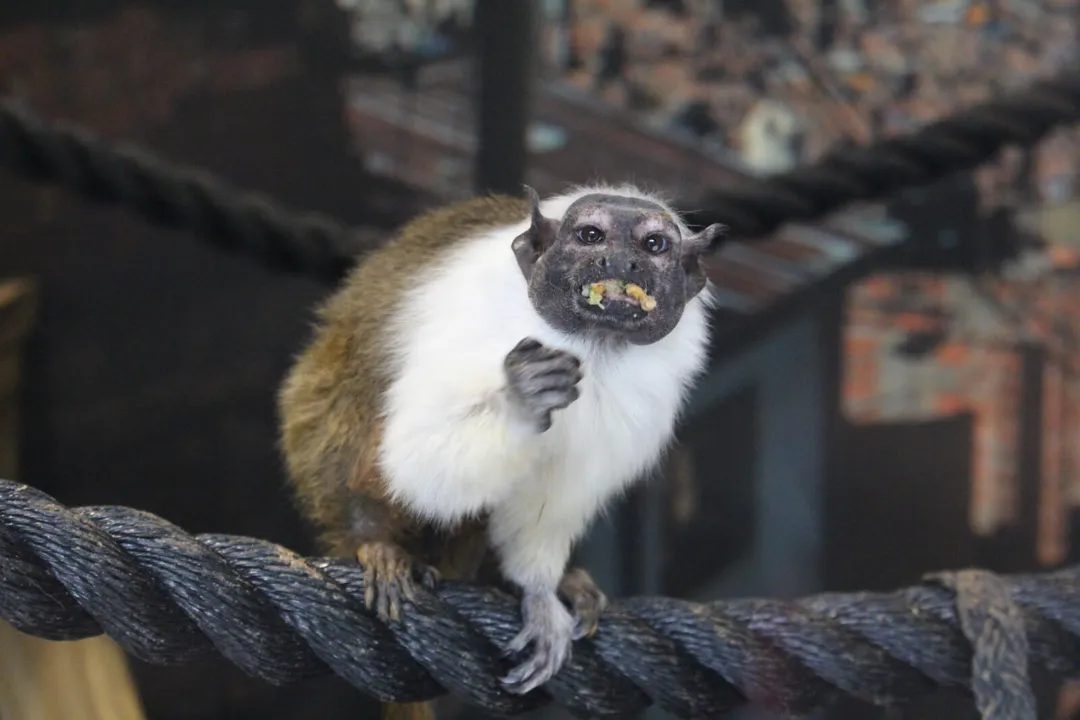 Are tamarin monkeys friendly?, Wild Behavior