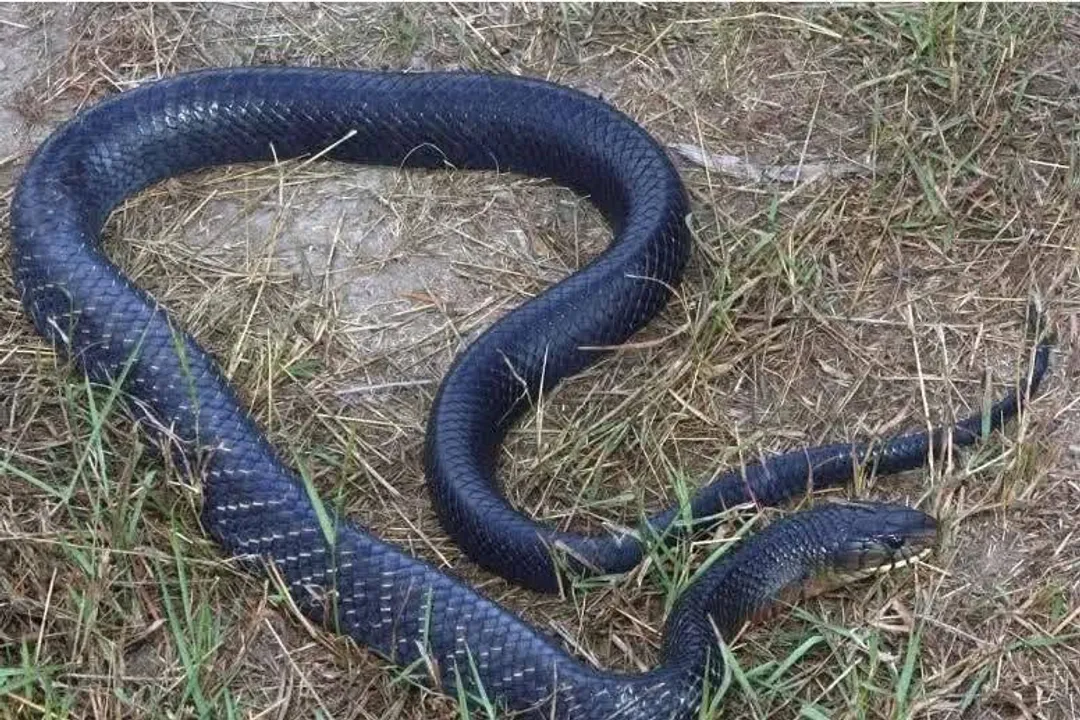 Are Texas indigo snakes aggressive?, Not Aggressive