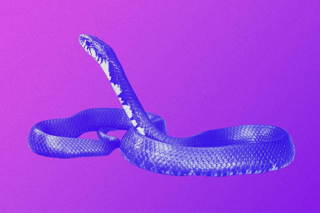 Are Texas indigo snakes aggressive?