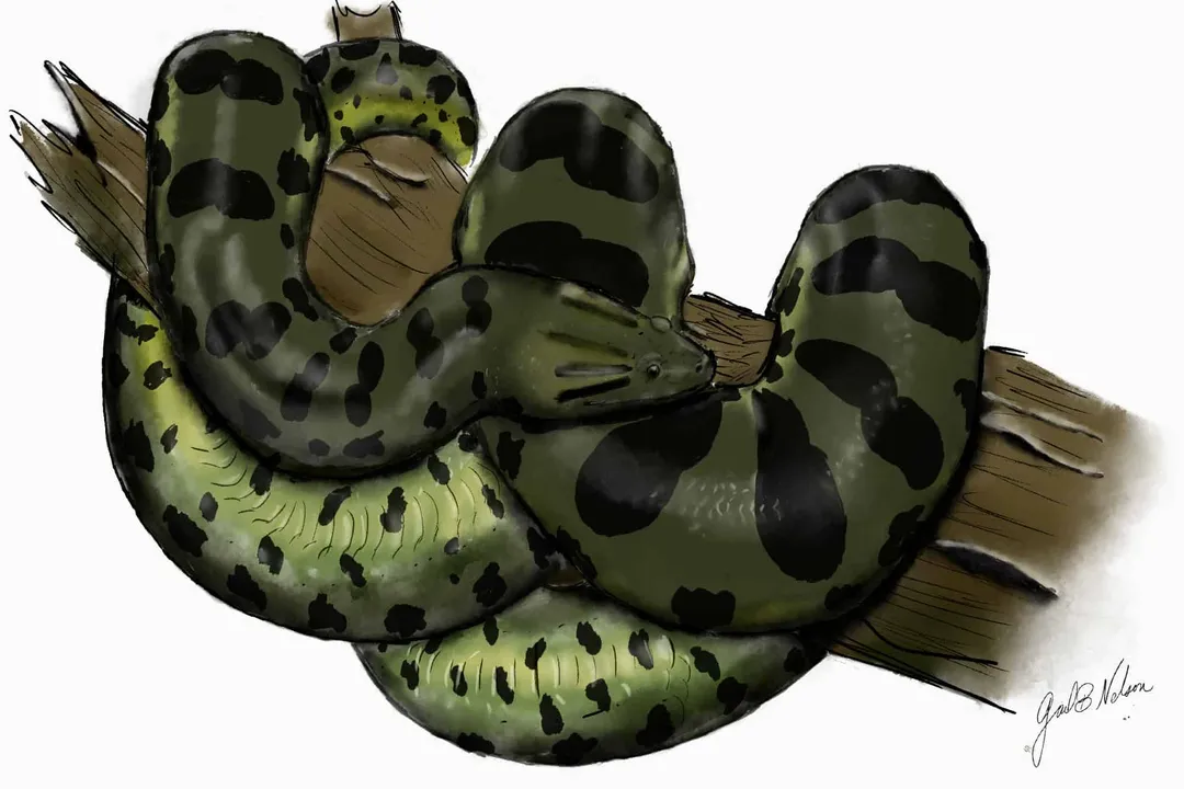 Are there anacondas in Bolivia?