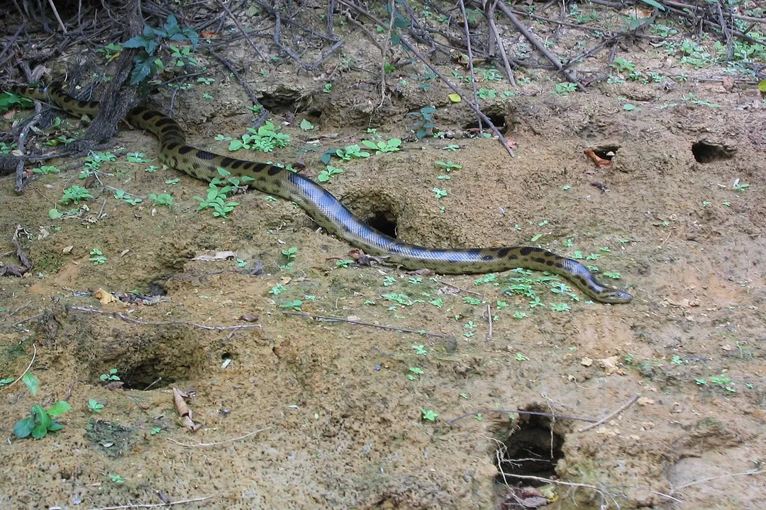 Are there anacondas in Bolivia?, Geographic Range