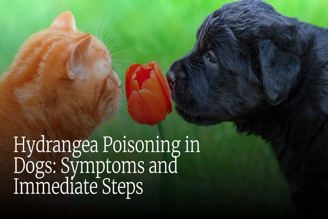 Are there any hydrangeas that are not toxic to dogs?, Toxin Details