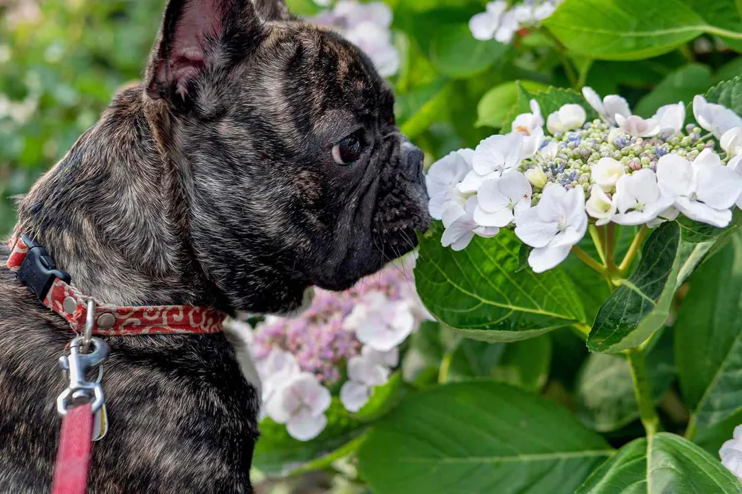 Are there any hydrangeas that are not toxic to dogs?, Plant Status