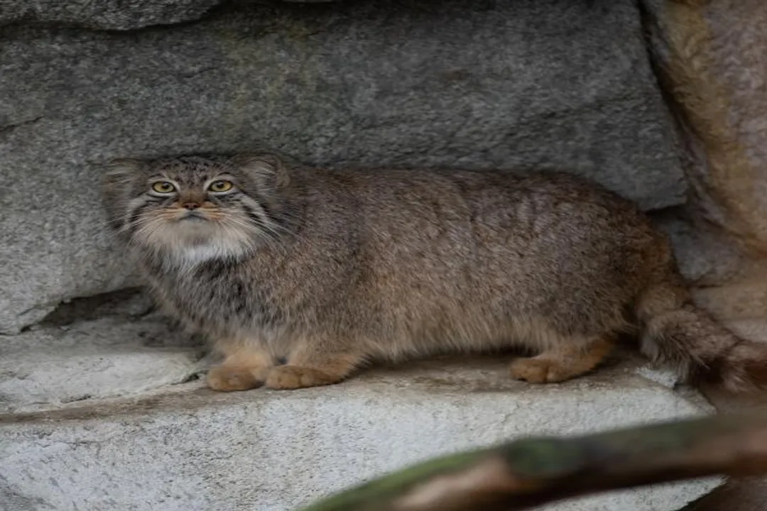 Are there any Pallas cats in the US?, Availability Status