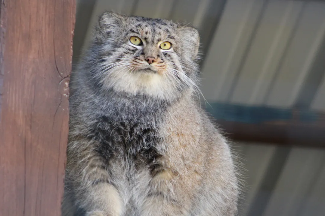 Are there any Pallas cats in the US?