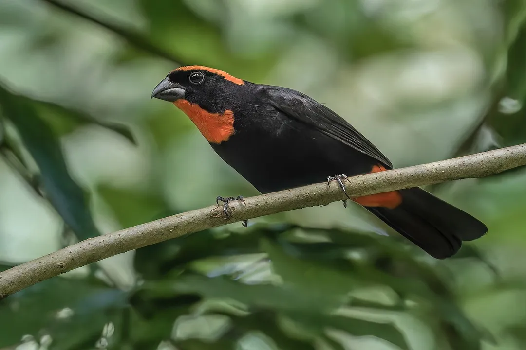 Are there bullfinches in the US?, Eurasian Status
