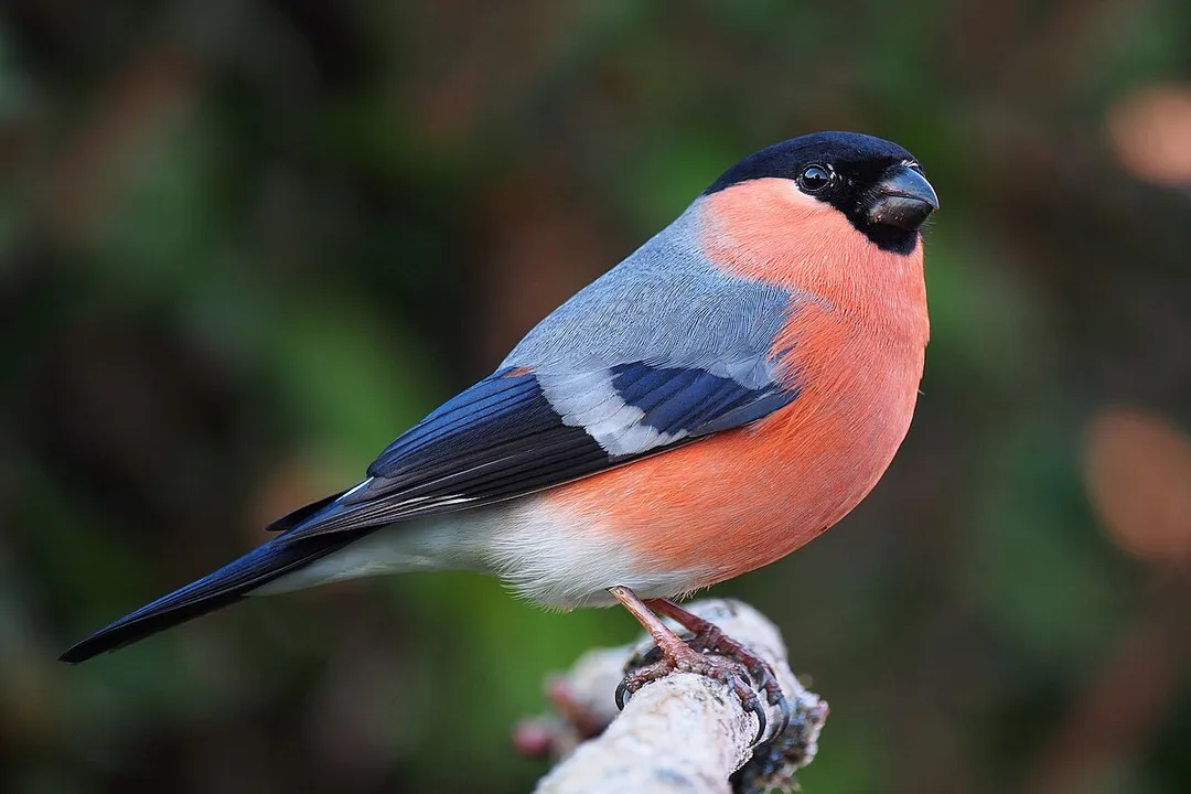 Are there bullfinches in the US?, Field Marks
