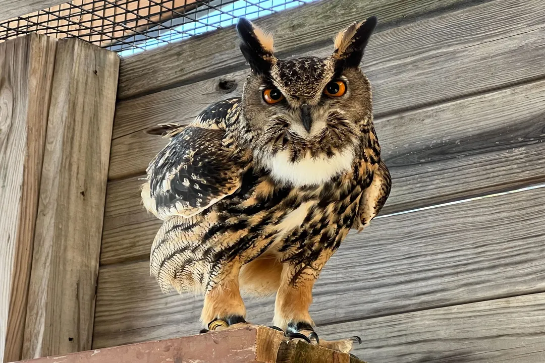 Are there eagle owls in North America?, Captive Status